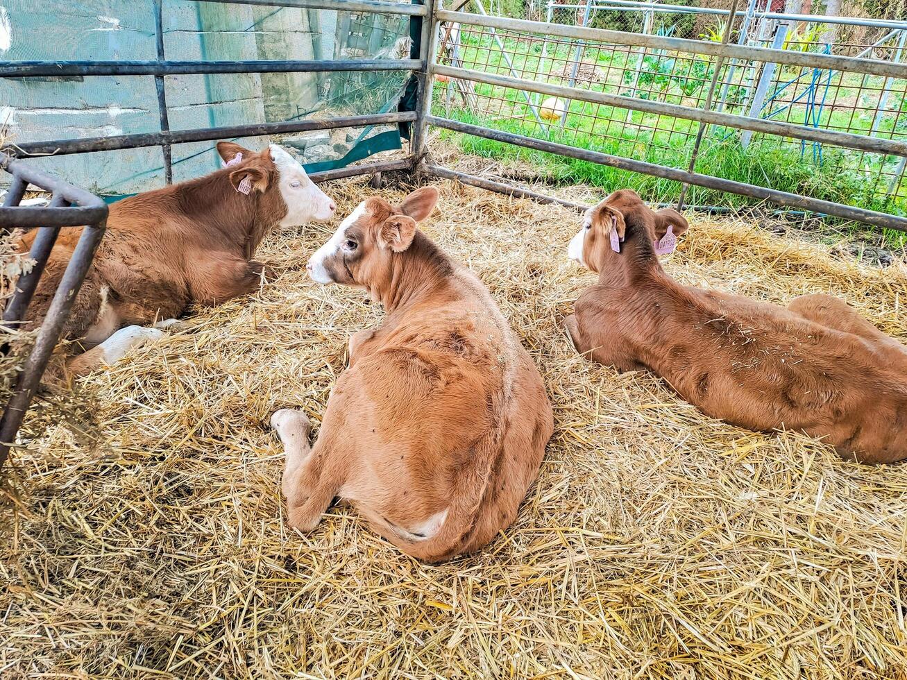 Calves in a cowshed on a dairy farm near the town of Karlstejn in the Czech. photo