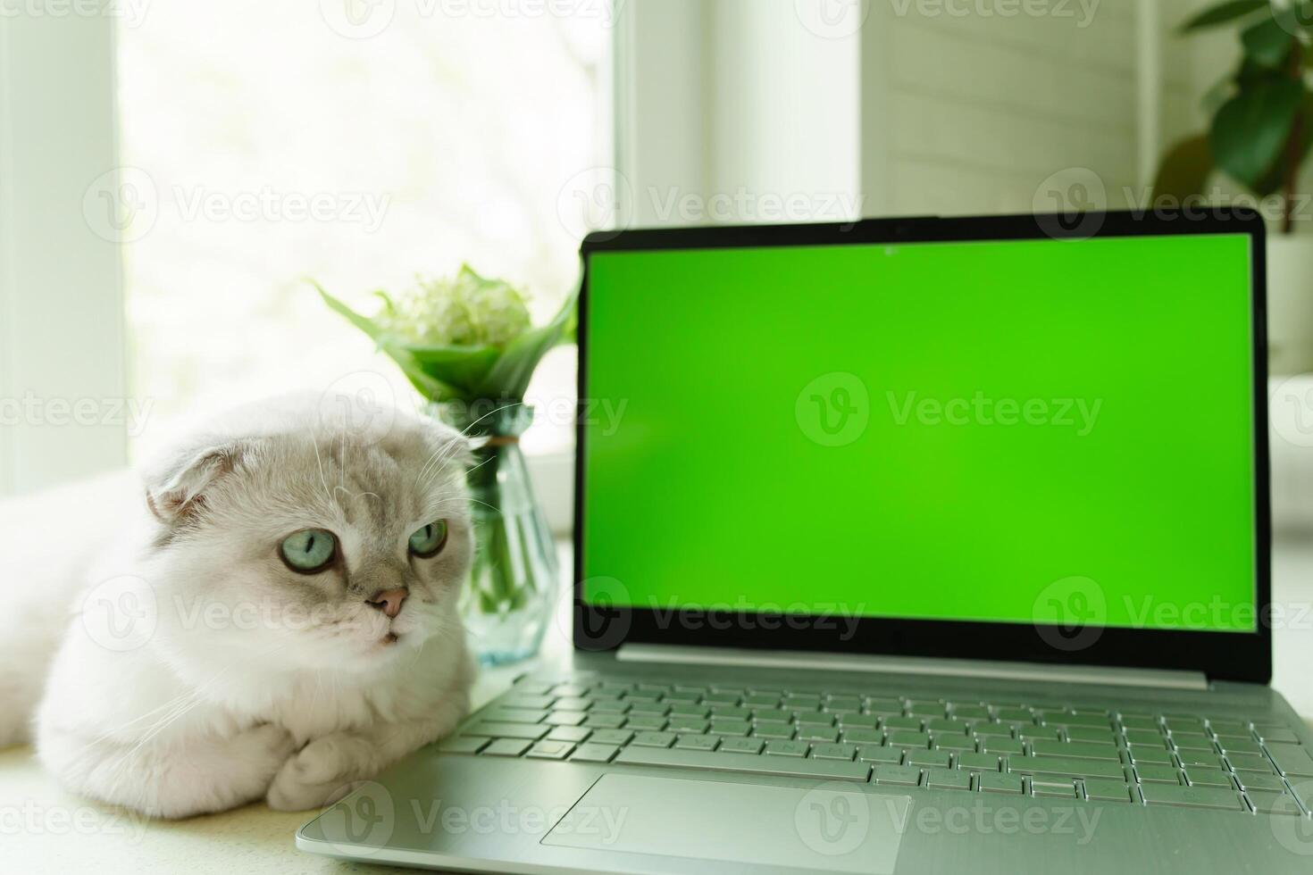 Scottish fold cat lounges comfortably next to a laptop with a green screen, embodying the perfect blend of relaxation and curiosity photo