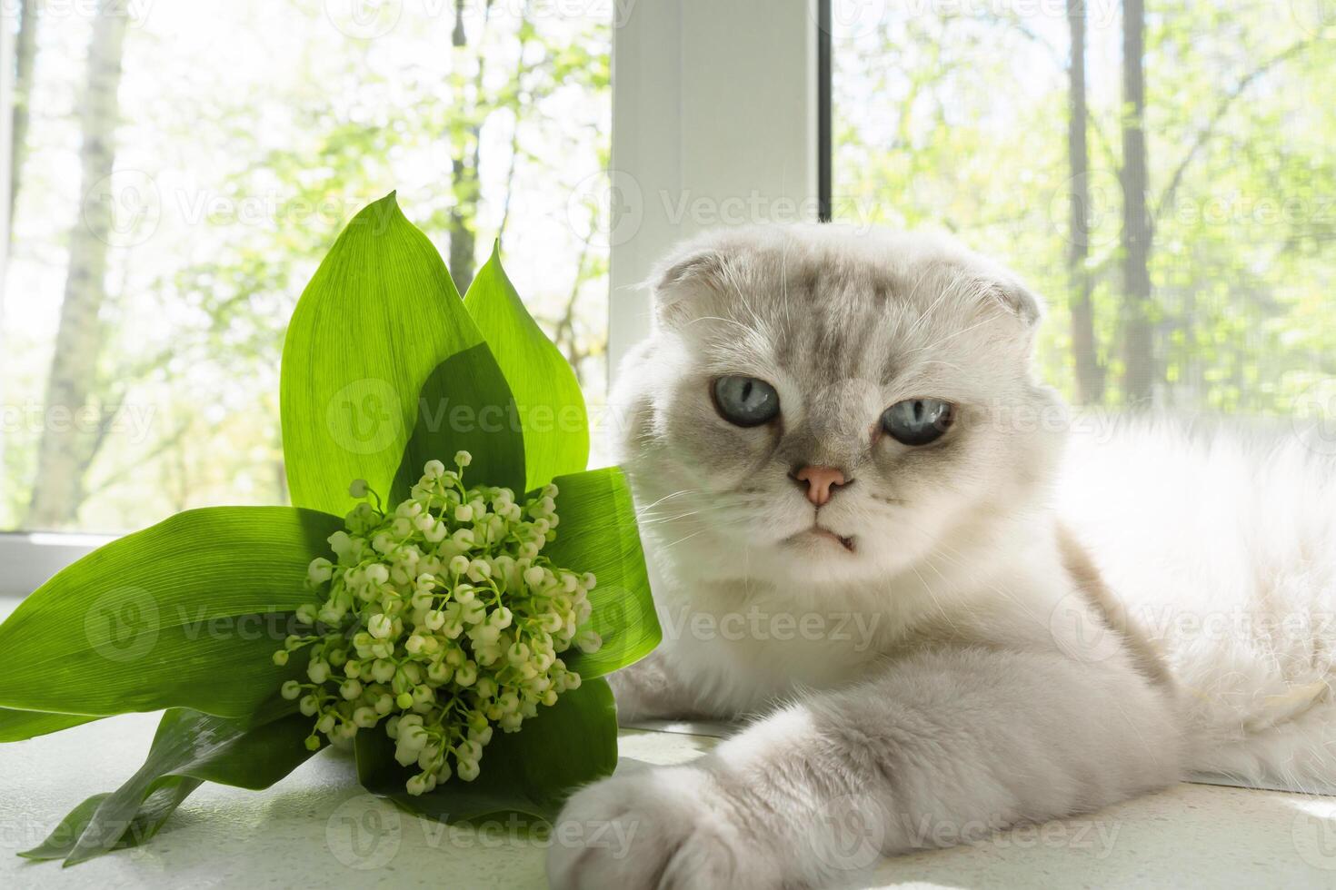 Next to a fresh bouquet of spring lilies of the valley, a delicate white Scottish cat lies peacefully, embodying a serene spring ambiance photo