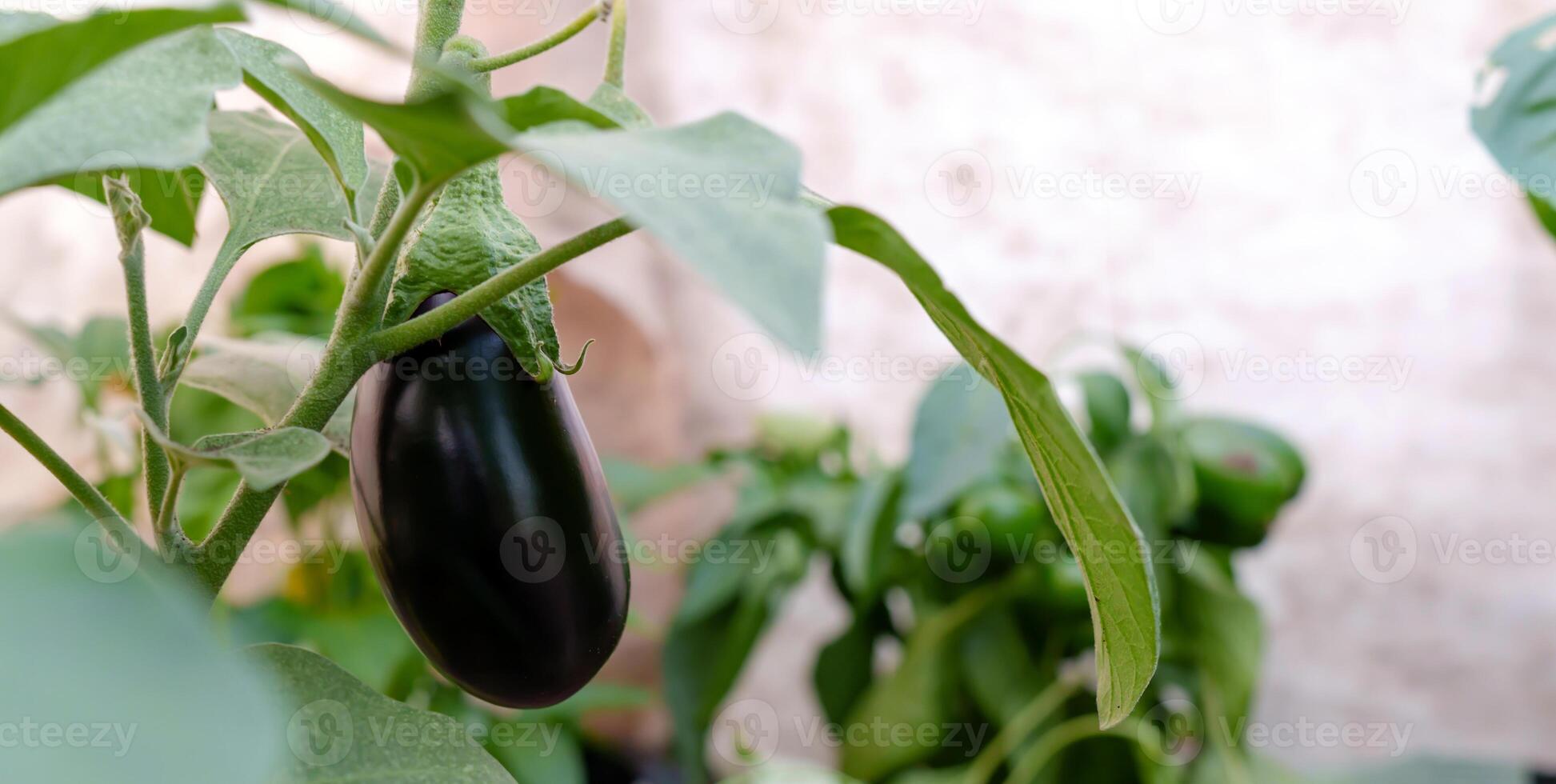 Amidst the controlled environment of a greenhouse, deep purple aubergine eggplants flourish, a symbol of innovative horticulture photo
