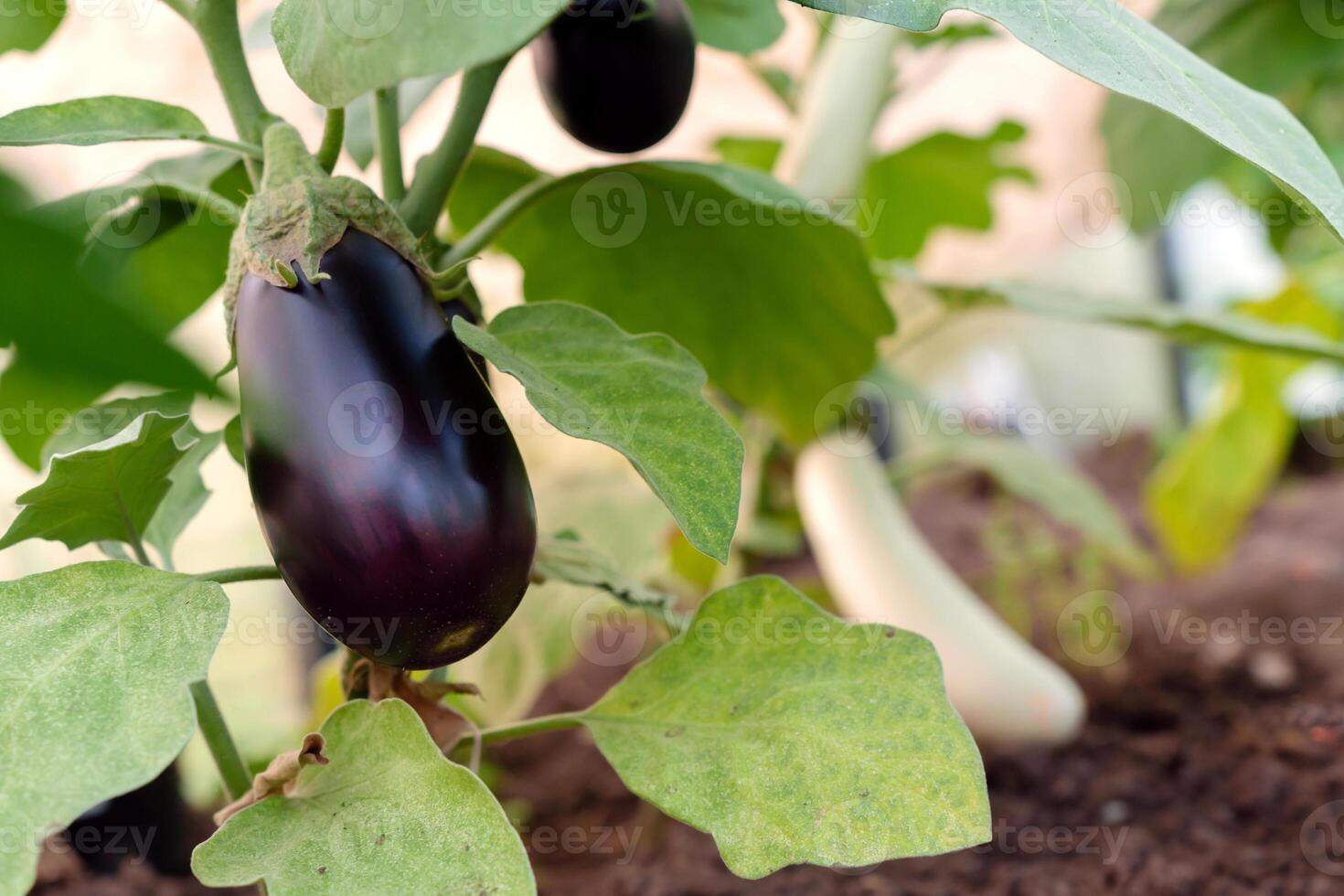 lush plantation, rows of vibrant aubergine eggplants stand tall, a testament to the advancements in sustainable farming practices photo