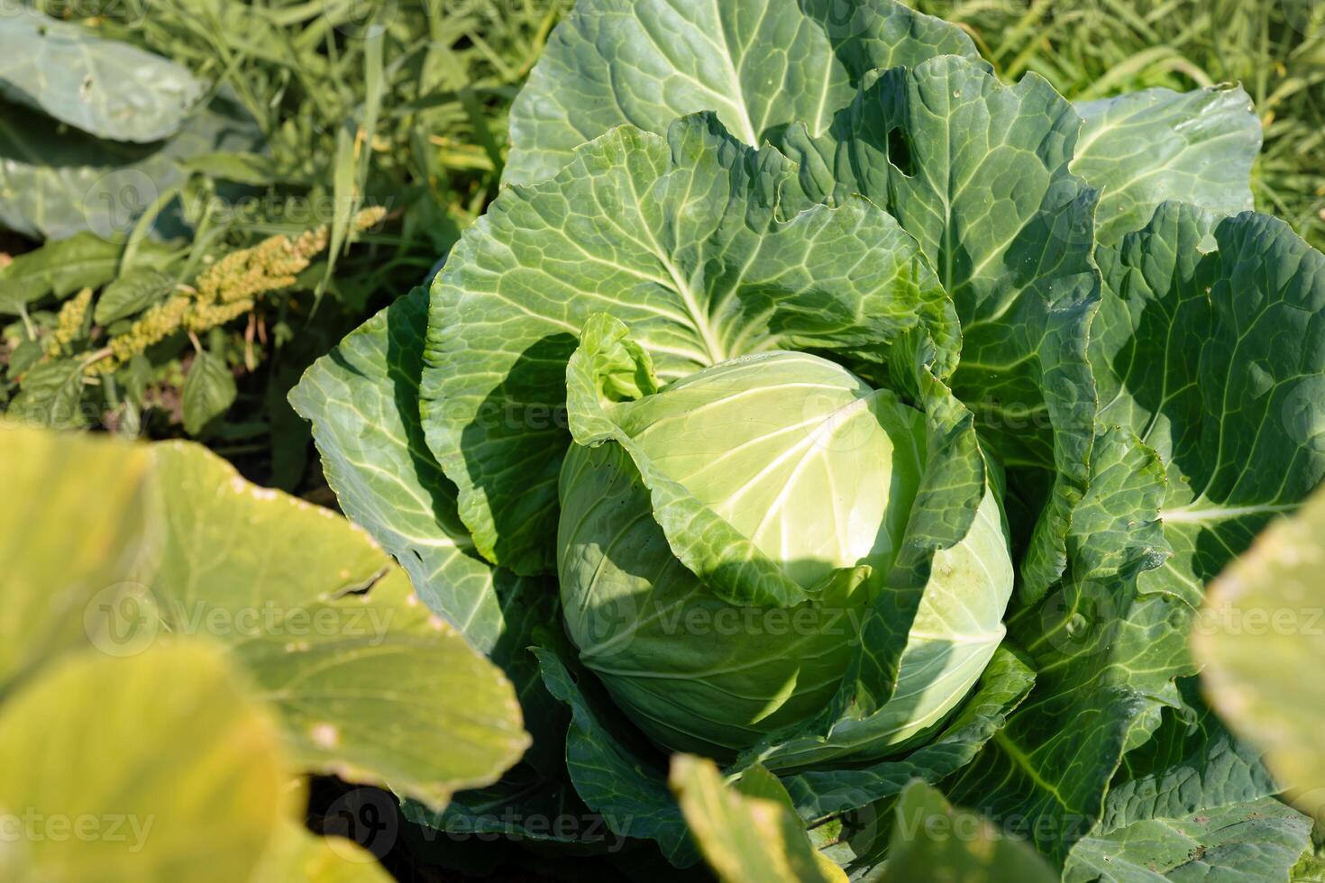Cabbage growing in the garden, farmer's field, open organic soil photo