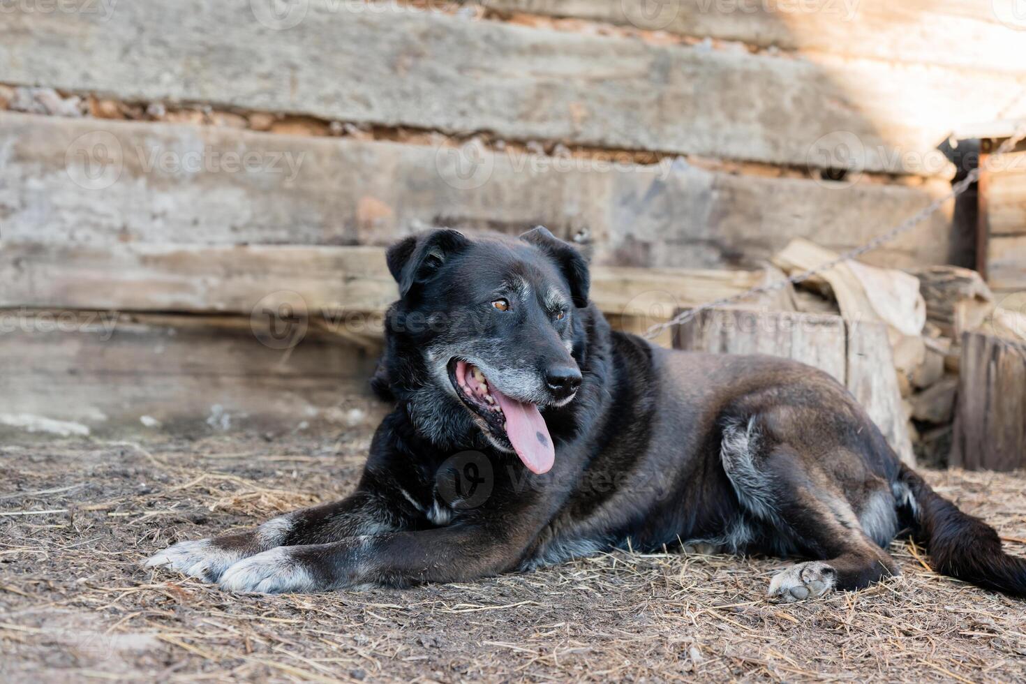 A black dog is laying on the ground with its tongue out photo