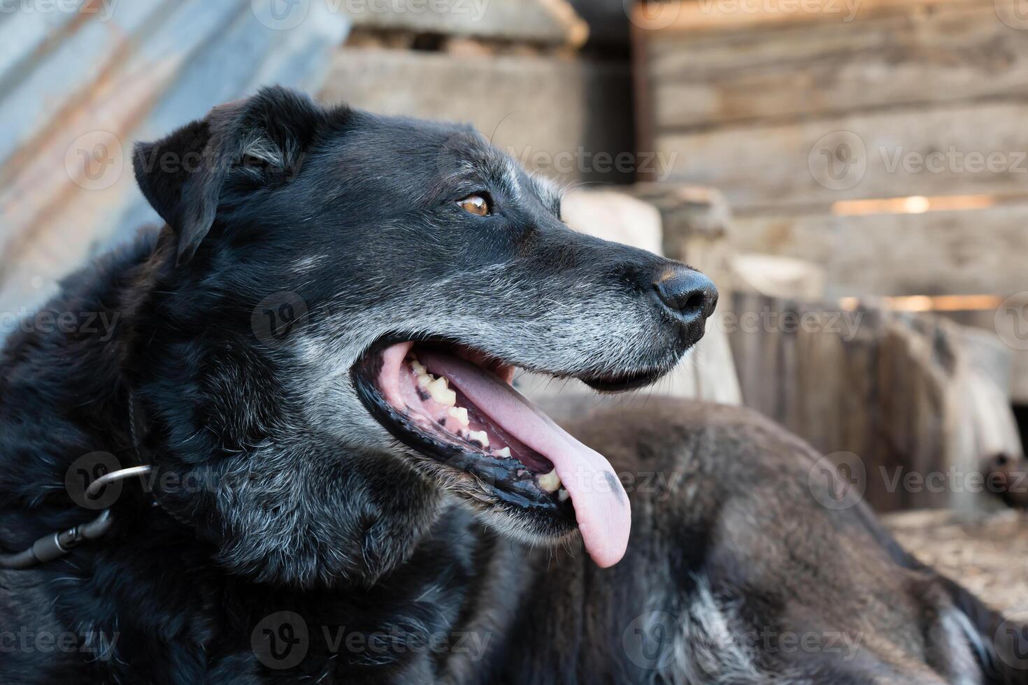 portrait of a dog on a chain, a vigilant street guard, watching over its territory with a watchful eye and a calm demeanor photo