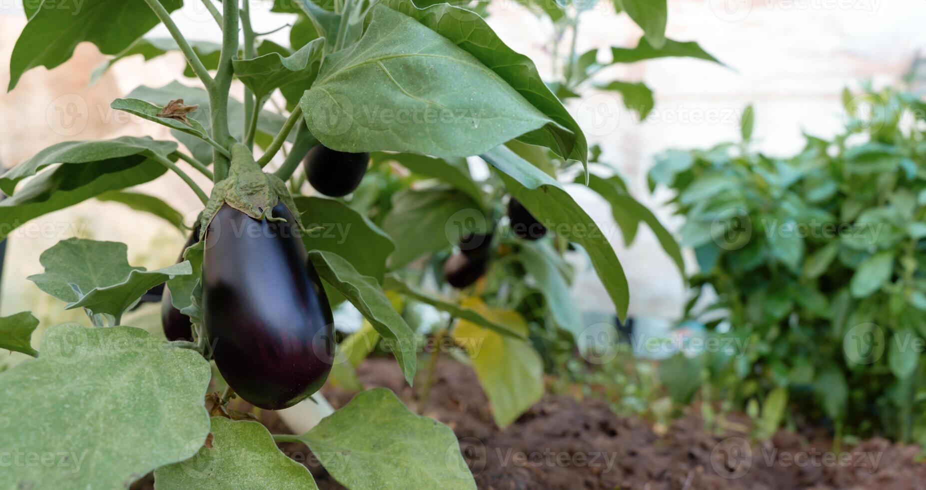 Neatly organized in an agricultural setting, the lush aubergine plants showcase the efficiency of modern farming techniques photo