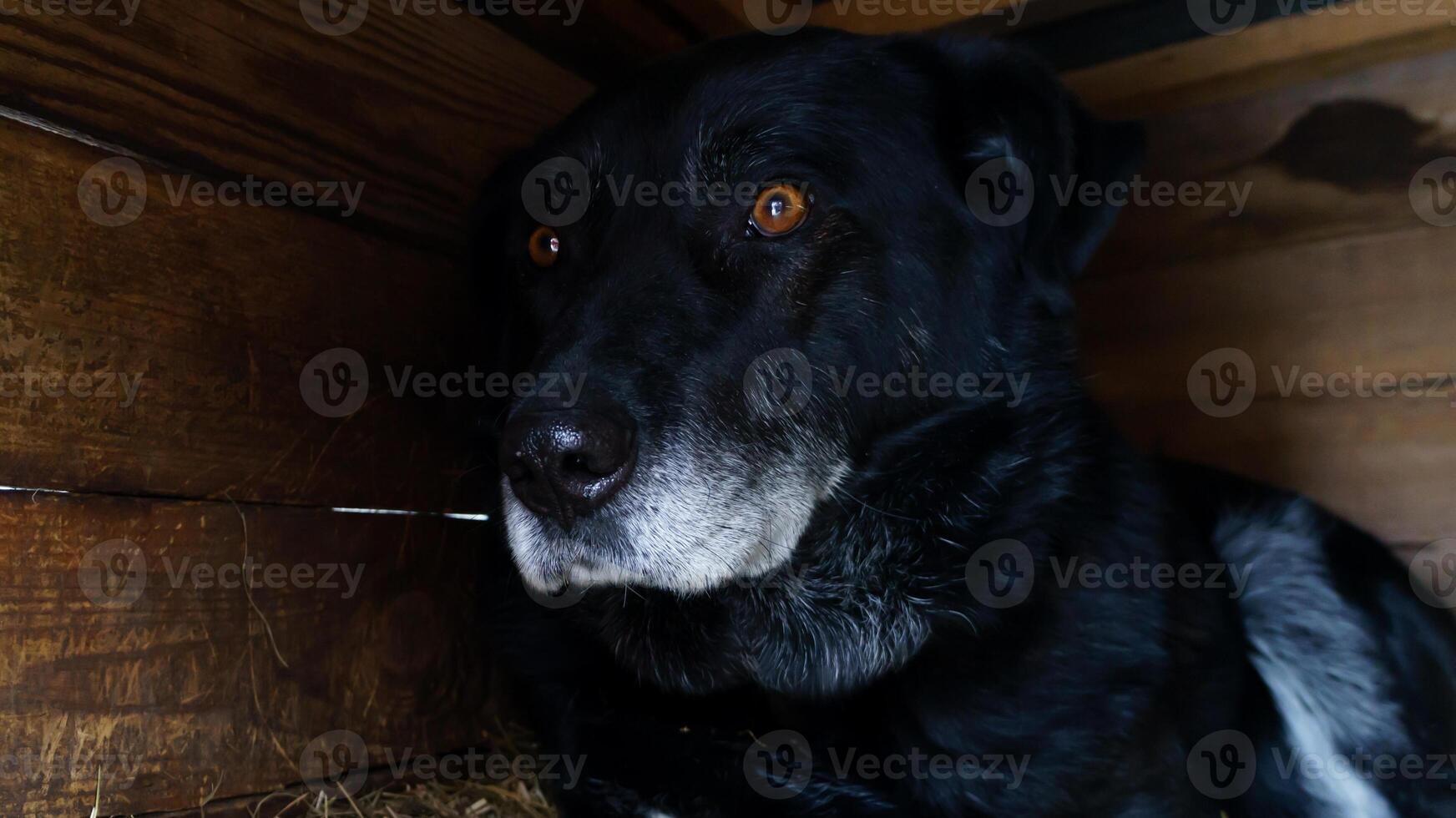 frightened dog hides in its kennel, seeking shelter from the sight of people, showing a desire for safety and comfort in its environment photo