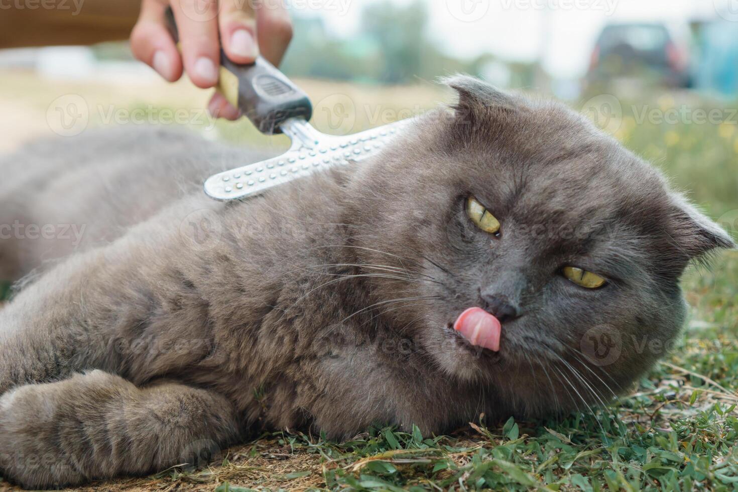 gray fur of a lop-eared cat being combed out on a summer afternoon on a green lawn. Satisfied cat, care, pet hair care, grooming photo