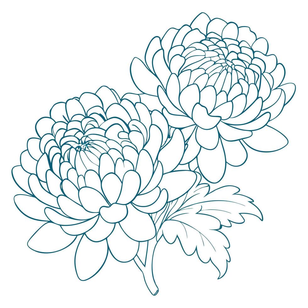 Hand drawn Chrysanthemum flower coloring book page line art drawing for children and adults vector