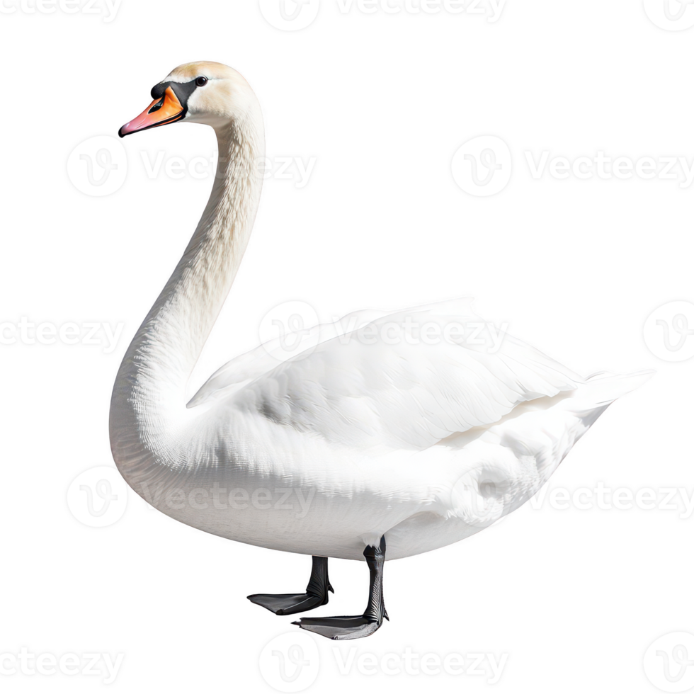 Elegant white swan with long neck and vibrant orange beak png