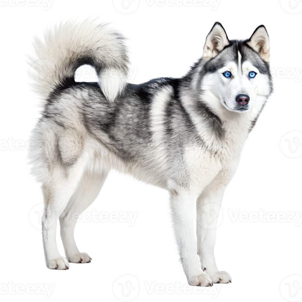 Siberian Husky isolated on a transparent background png