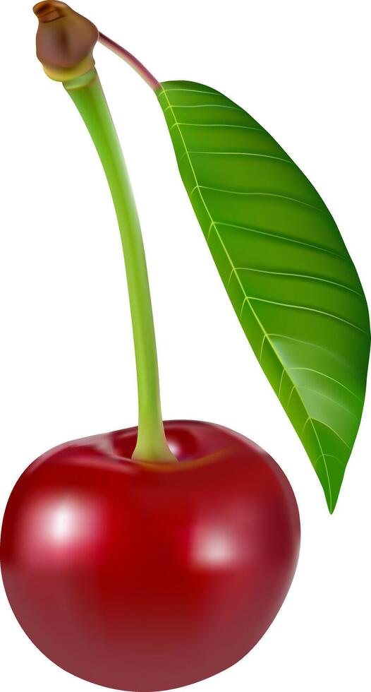 Cherry isolated. Sweet ripe cherry with leaves isolated on white background.Sweet cherries pile. Berries and fruits.Healthy eating. vector