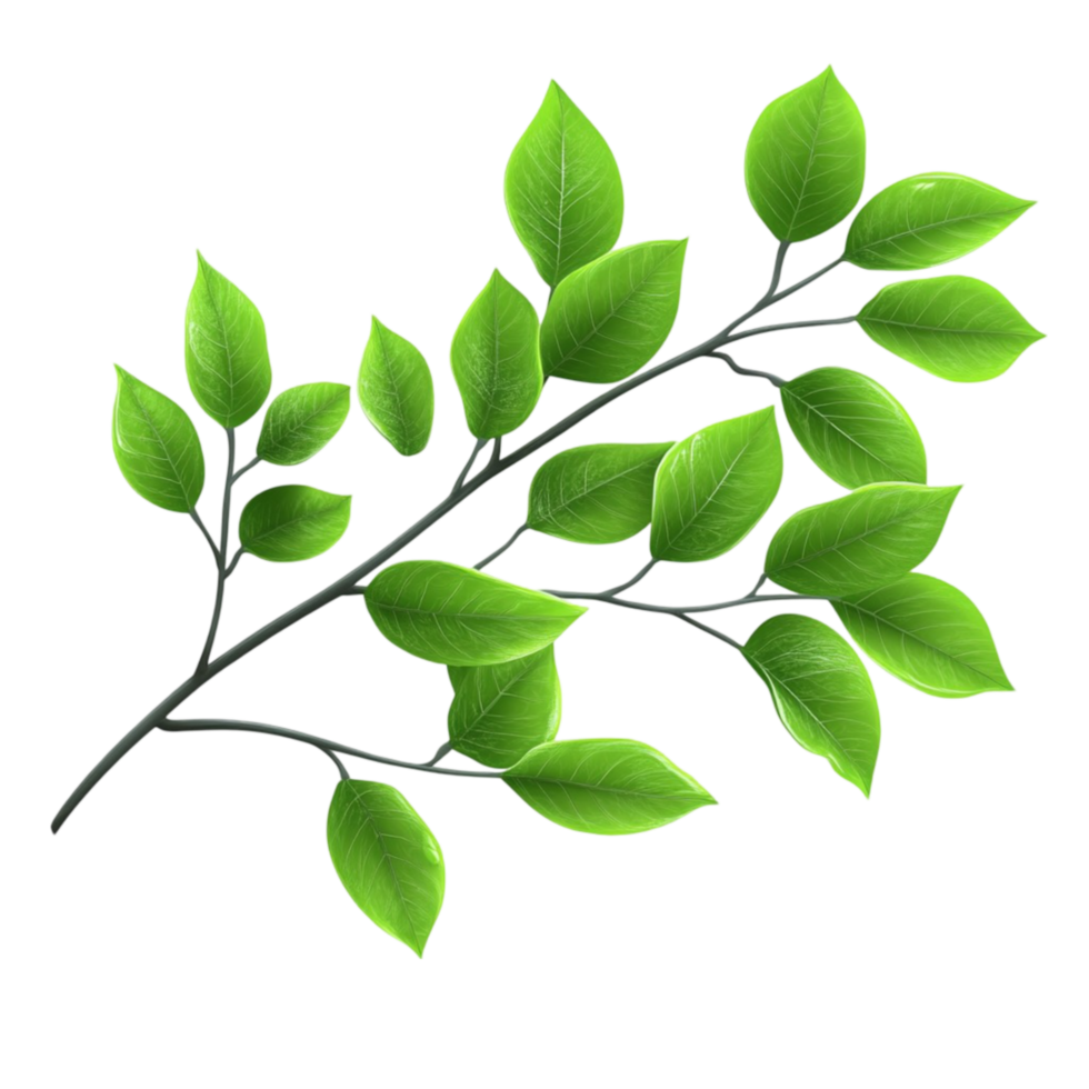 Green Leaf Branch png
