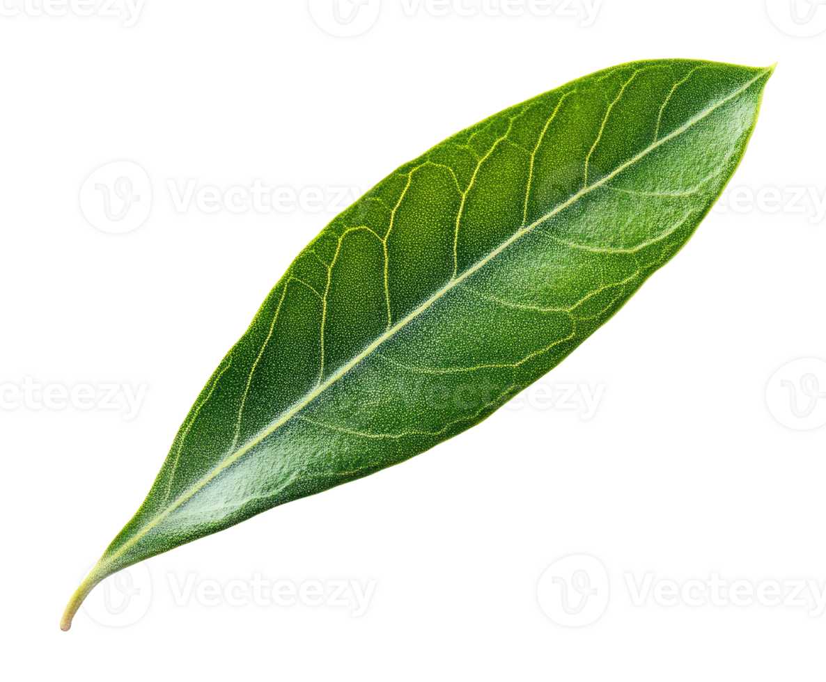 Olive tree leaf isolated on transparent background png