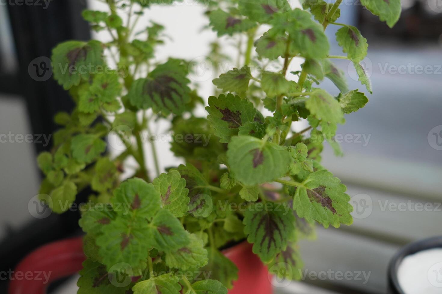close up view of small leaf or leaves green pant with blurred background photo