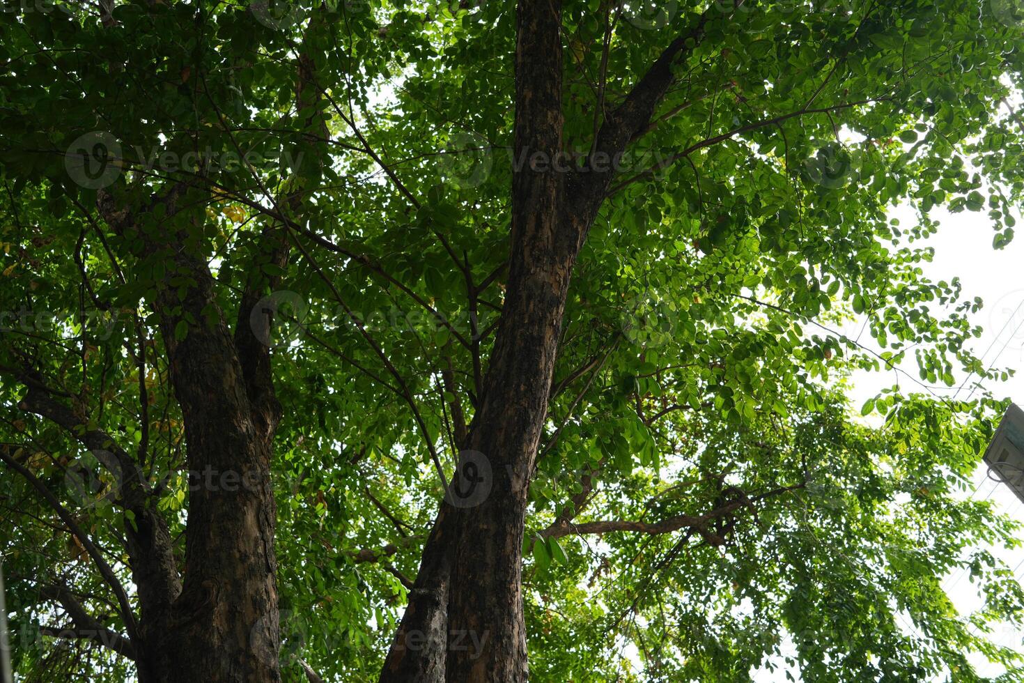vast green landscape with a magnificent and grand tree on the street at city photo
