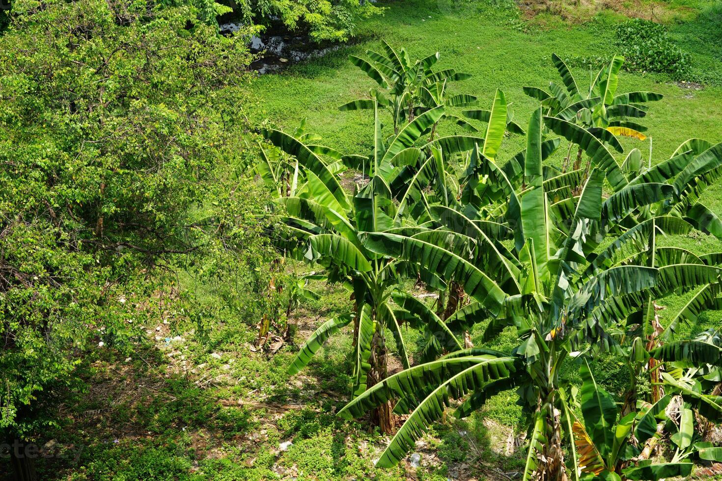Tropical tree and banana trees with fresh green leaves growing big green tree lush on jakarta city photo