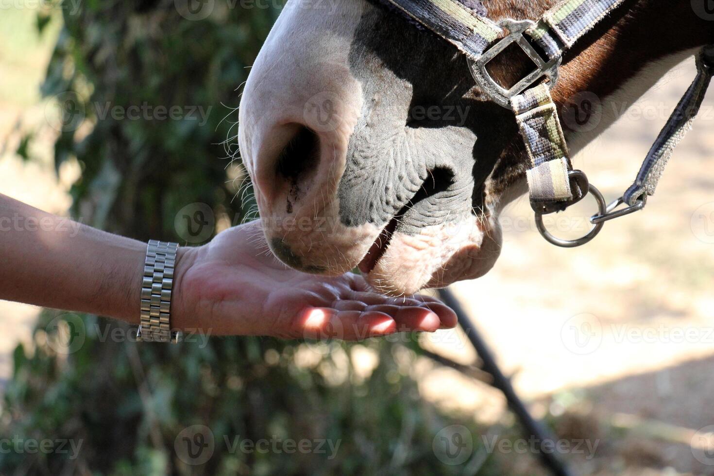 a man's hand stroking a horse's head photo