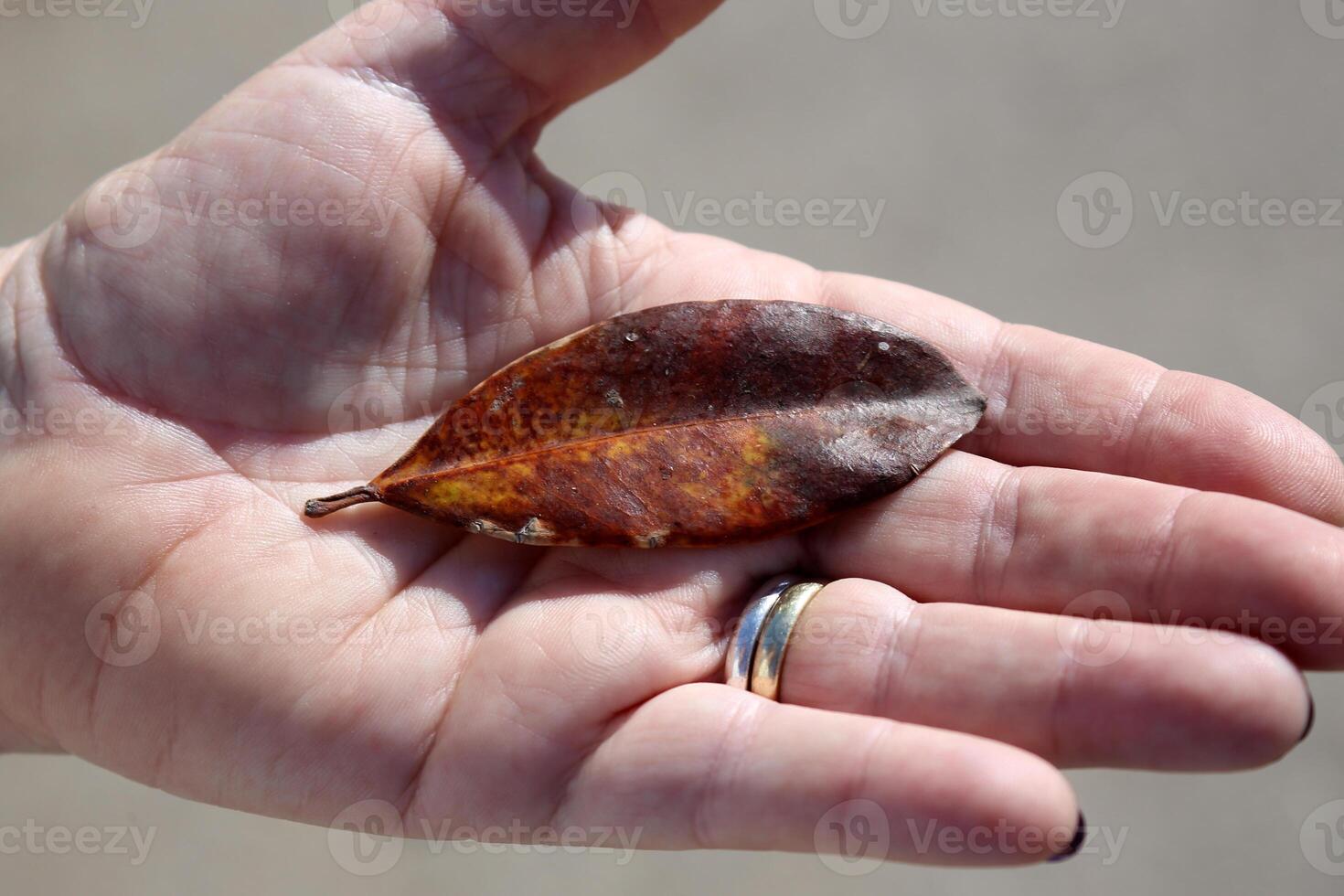 a fallen leaf from a tree in a man's hand photo