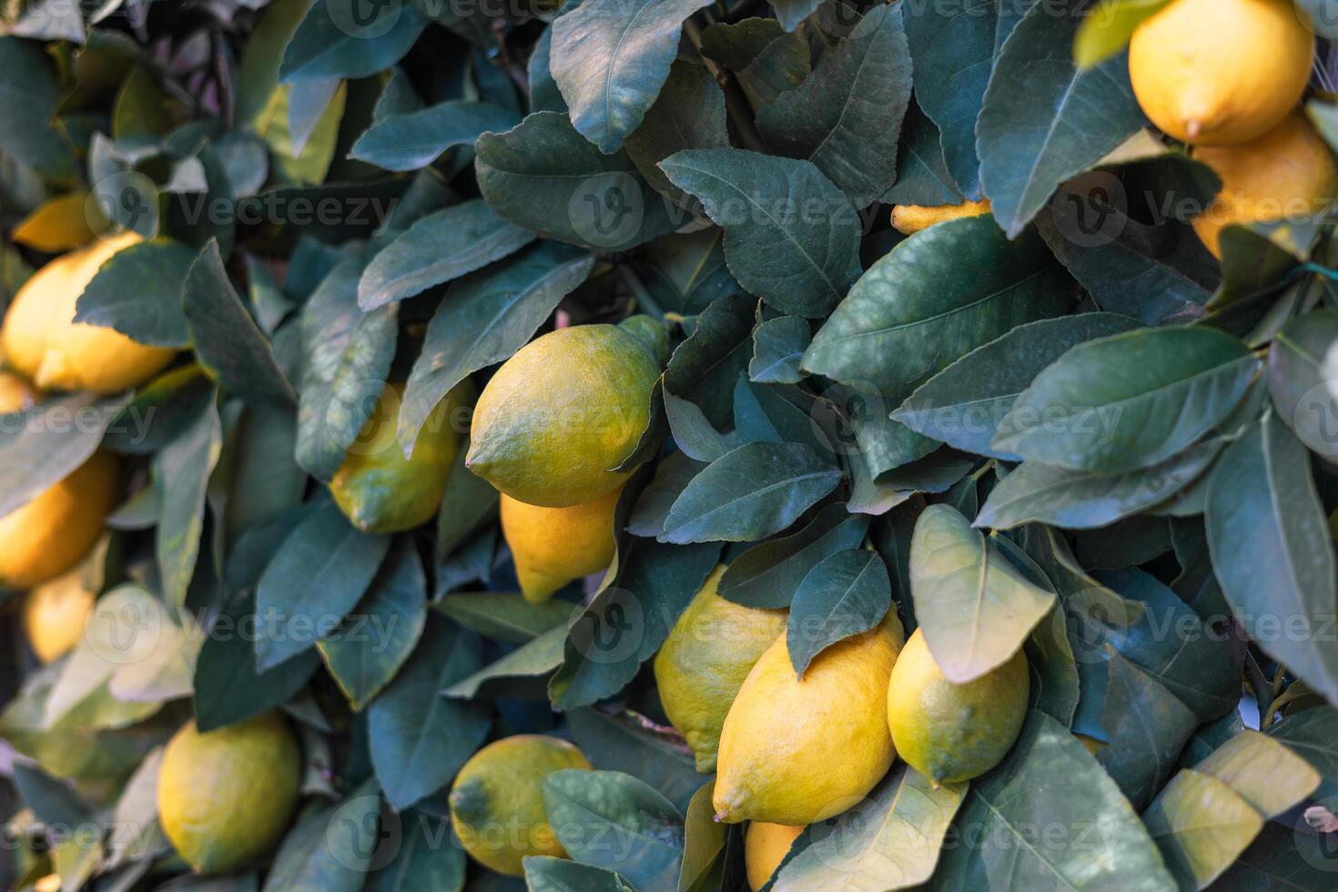 Abundant lemon tree foliage with ripe yellow lemons in natural environment. photo