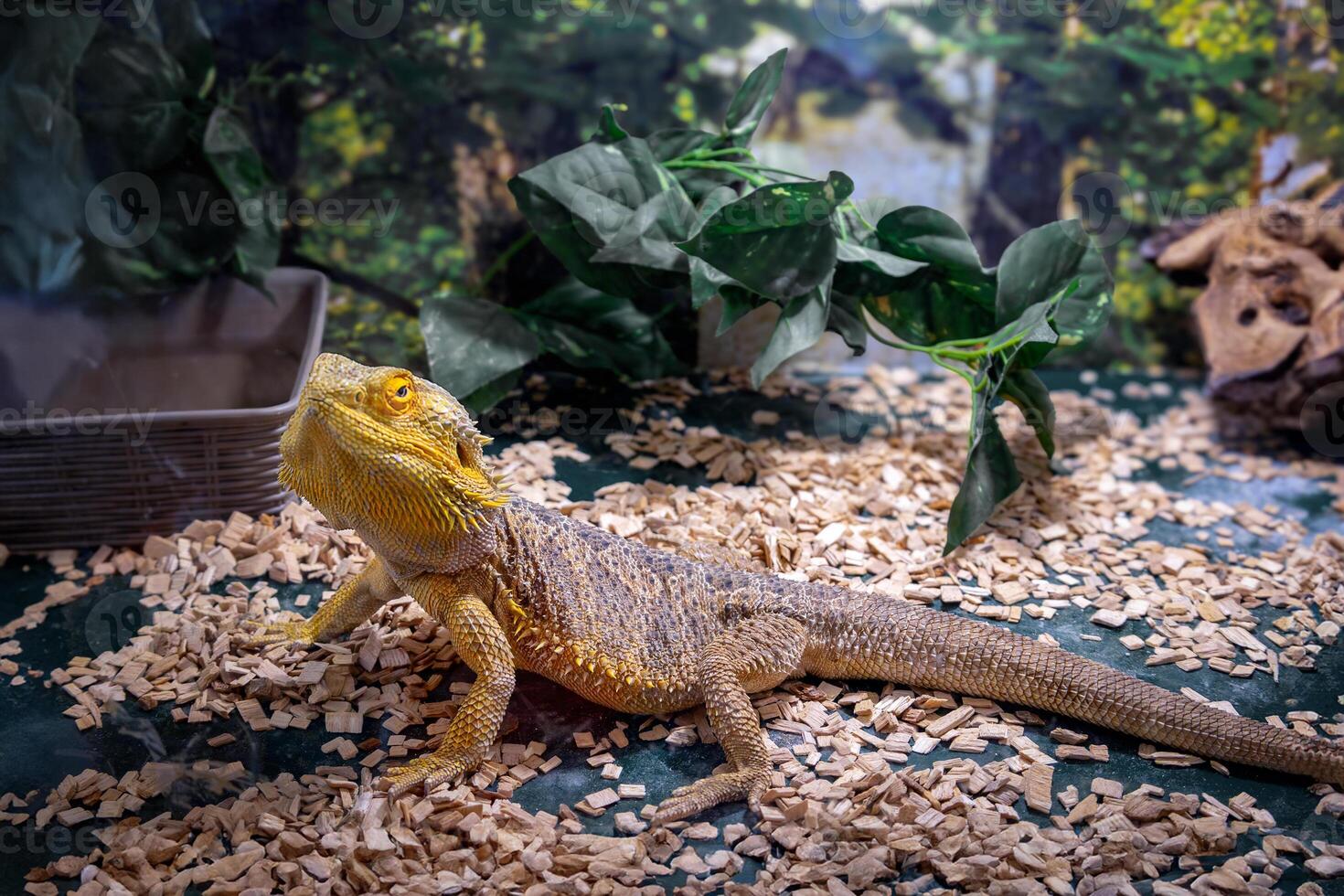 Close up colorful bearded dragon lizard in lush terrarium with greenery photo