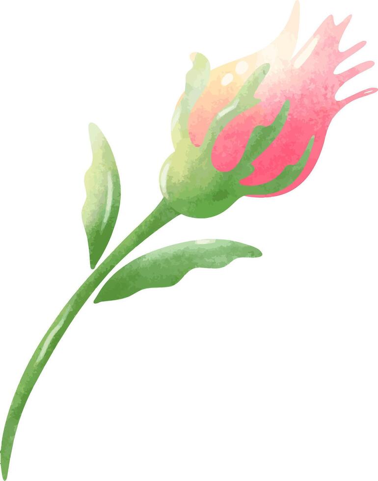Soft Pink Rose Bud Watercolor vector
