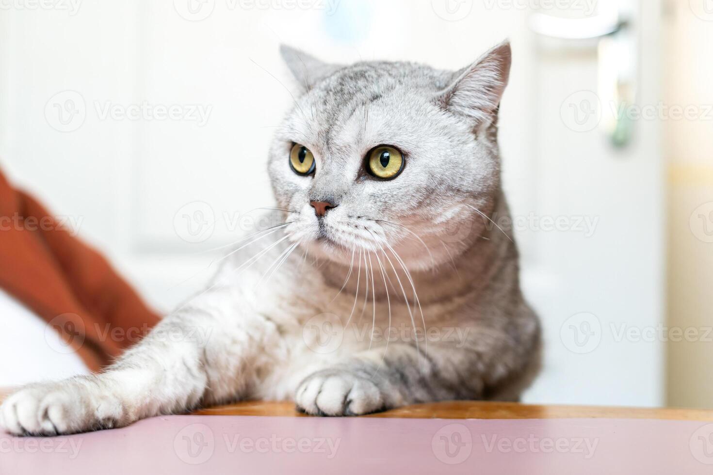 Cat, Grey, Table - A silver tabby cat with yellow eyes sits on a pink table, looking off to the side in a home setting. photo