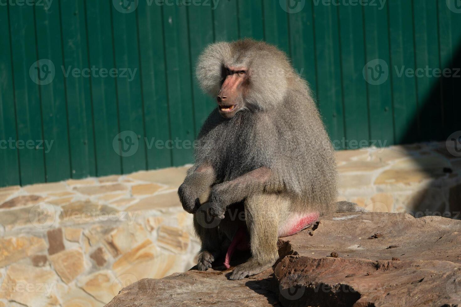 Baboon Zoo Enclosure Sitting Stone photo