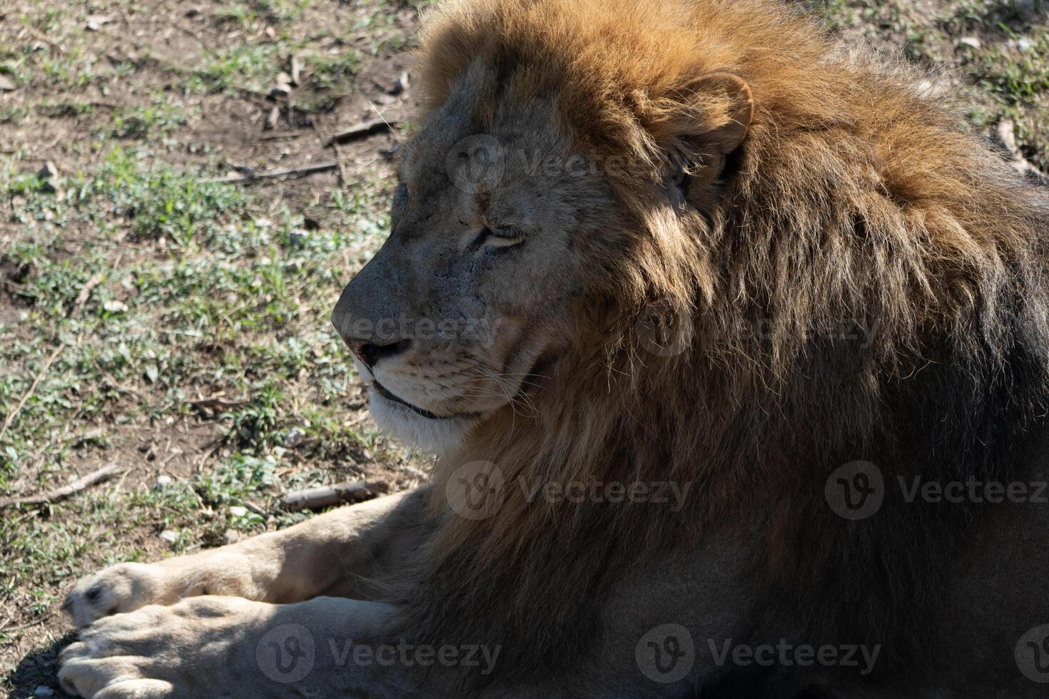 Lion, Grass, Resting - Male lion resting in the grass during the day. photo