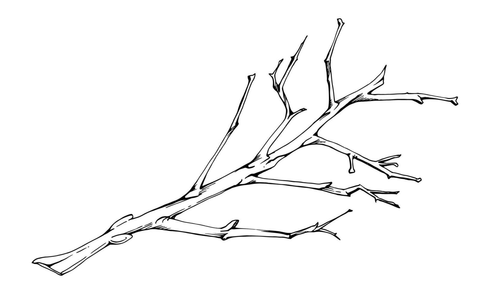 Tree, berry or bush branch twig with no leaves, early spring, late autumn or winter, plant stalks, buds. Botanical illustration hand drawn in ink , isolated on white. Wedding, florist shop. vector