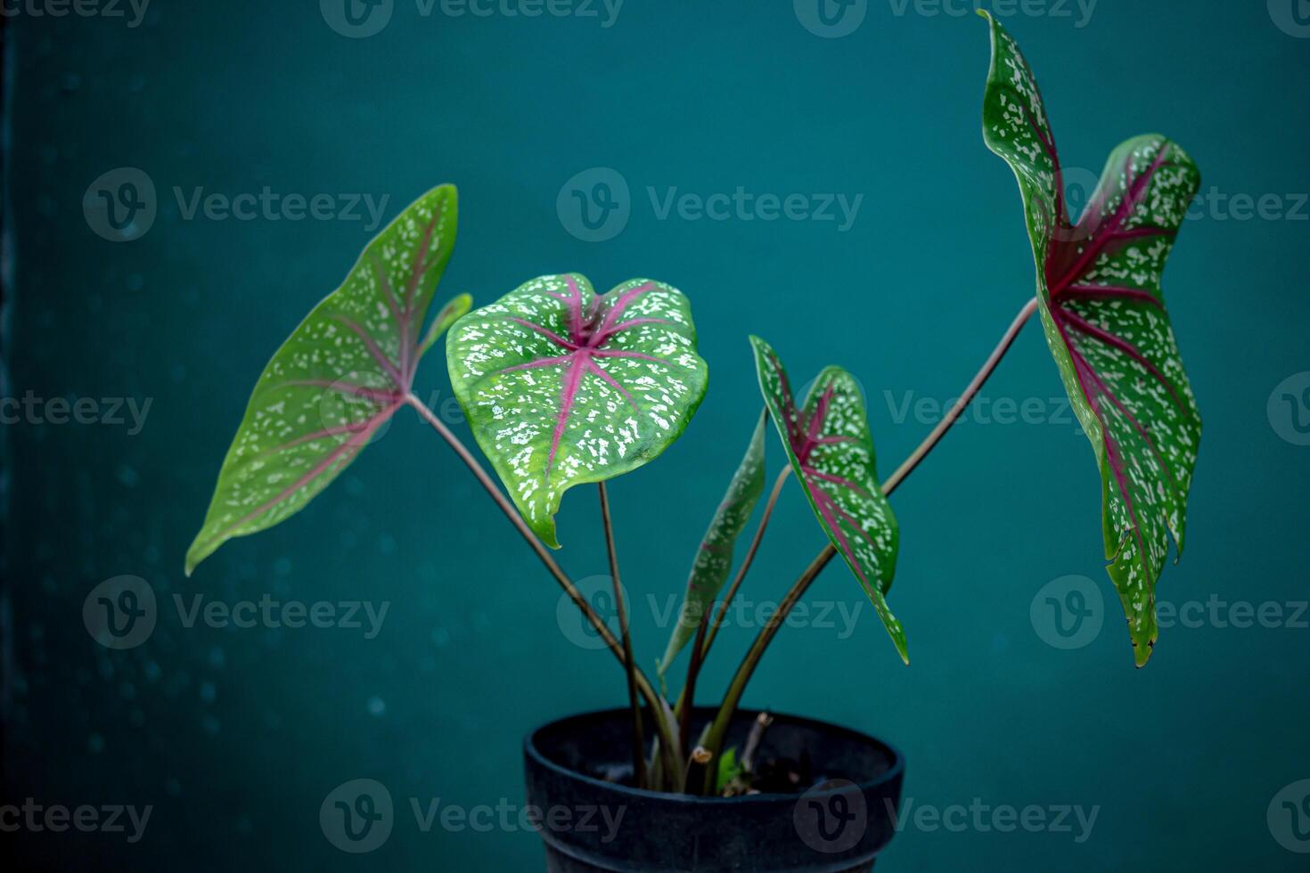 Caladium plants are known for their large, colorful leaves, often featuring green, pink and white patterns. It is popular as an ornamental plant because of the beauty of its leaves. photo