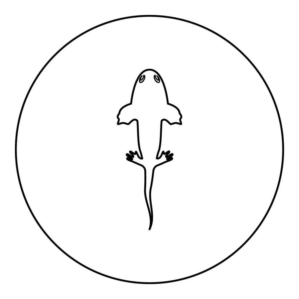 Axolotl ambystoma mexicanum overhead view icon in circle round black color illustration image outline contour line thin style vector