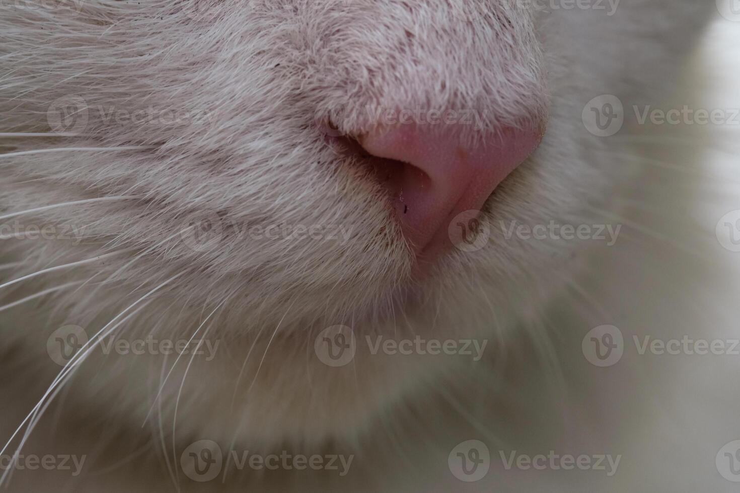 Beautiful pink and cute nose of a white cat. Closeup shot of a cat's nose full of fur and long whiskers. Fluffy White Kitten. Macrophotography Themes photo