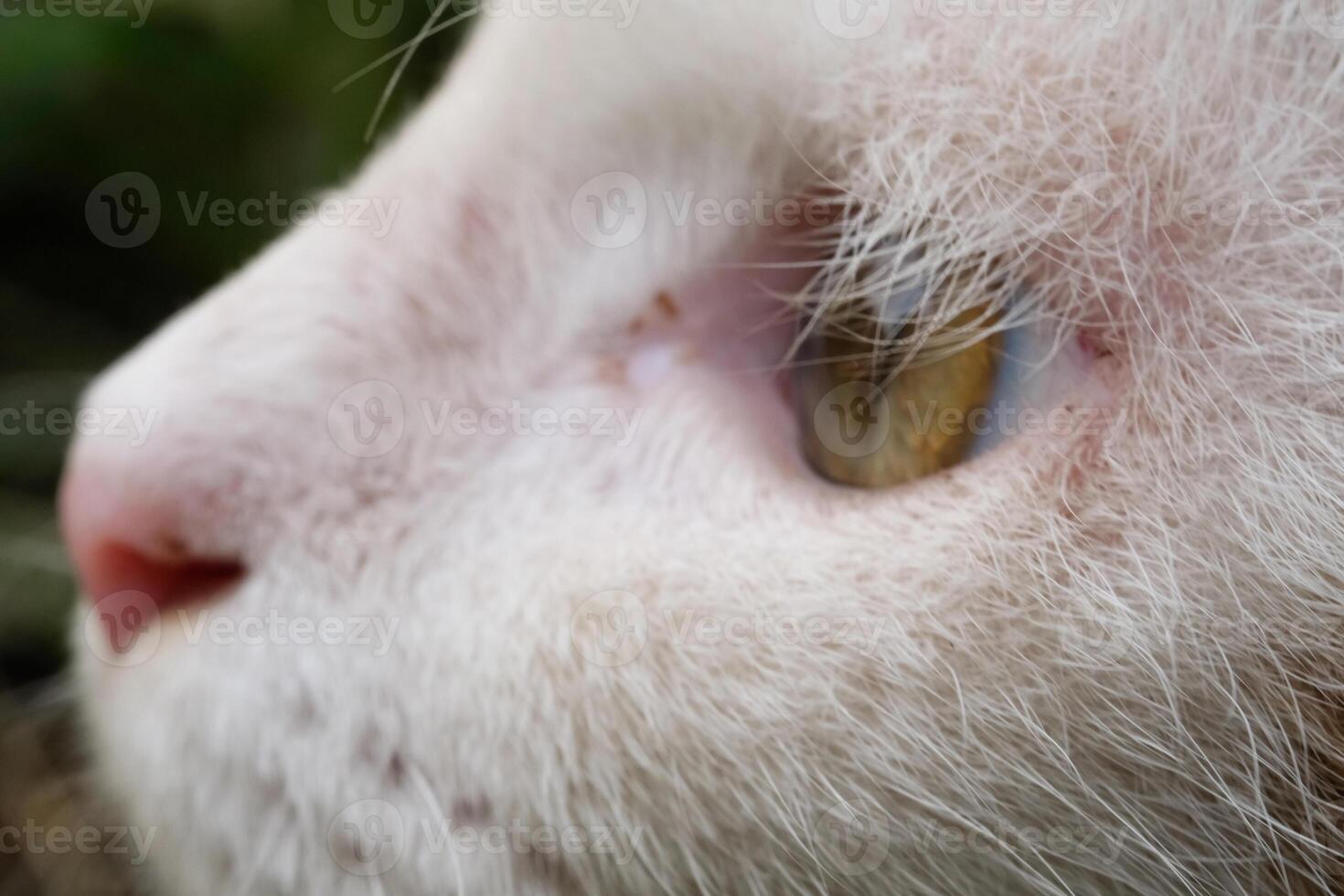 Beautiful pink and cute nose of a white cat. Closeup shot of a cat's nose full of fur and long whiskers. Fluffy White Kitten. Macrophotography Themes photo