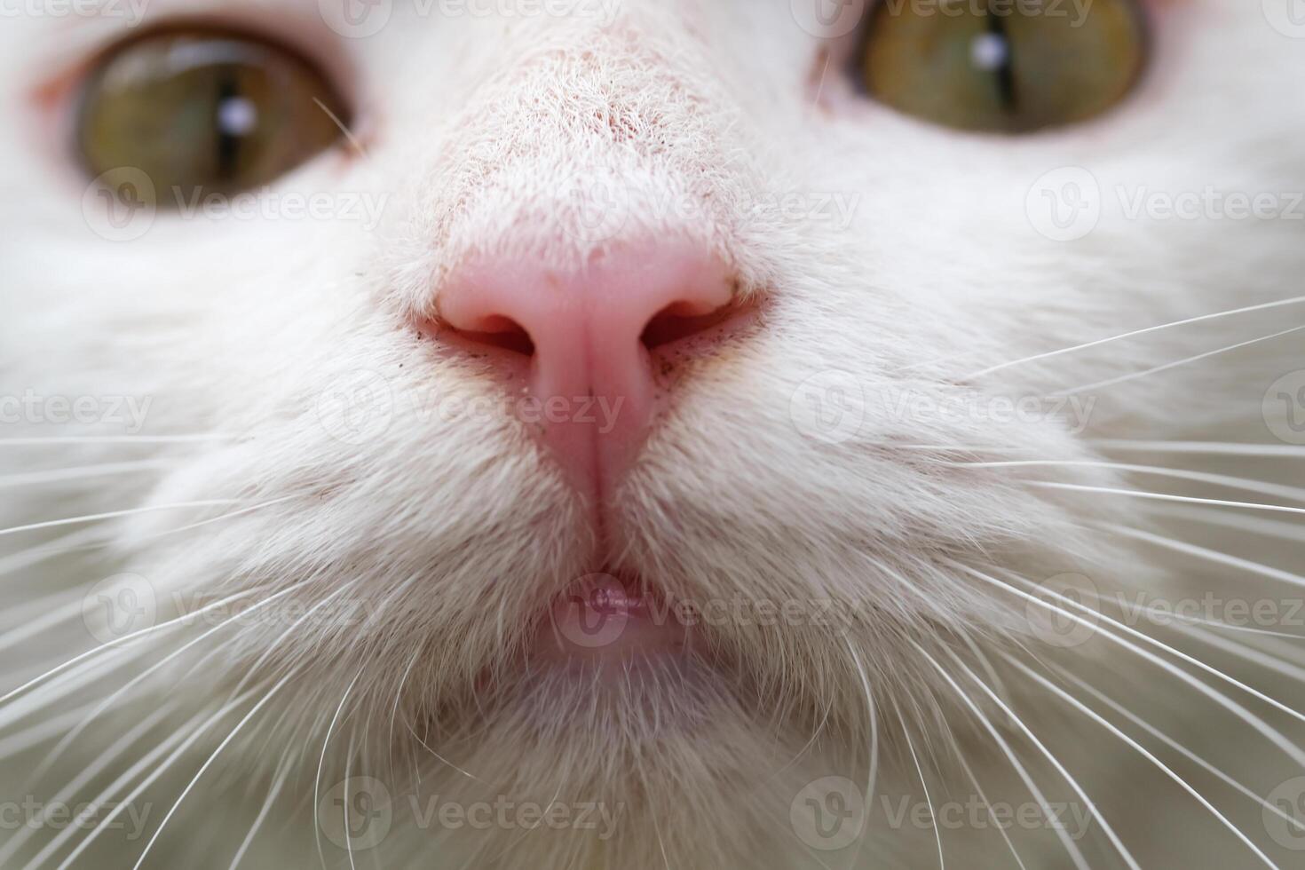 Closeup shot of nose and eyes of a white cat. Bokeh shot of a feline face with beautiful yellow eyes with hairy details around the nose. Textured Effects. Animal face photography theme photo