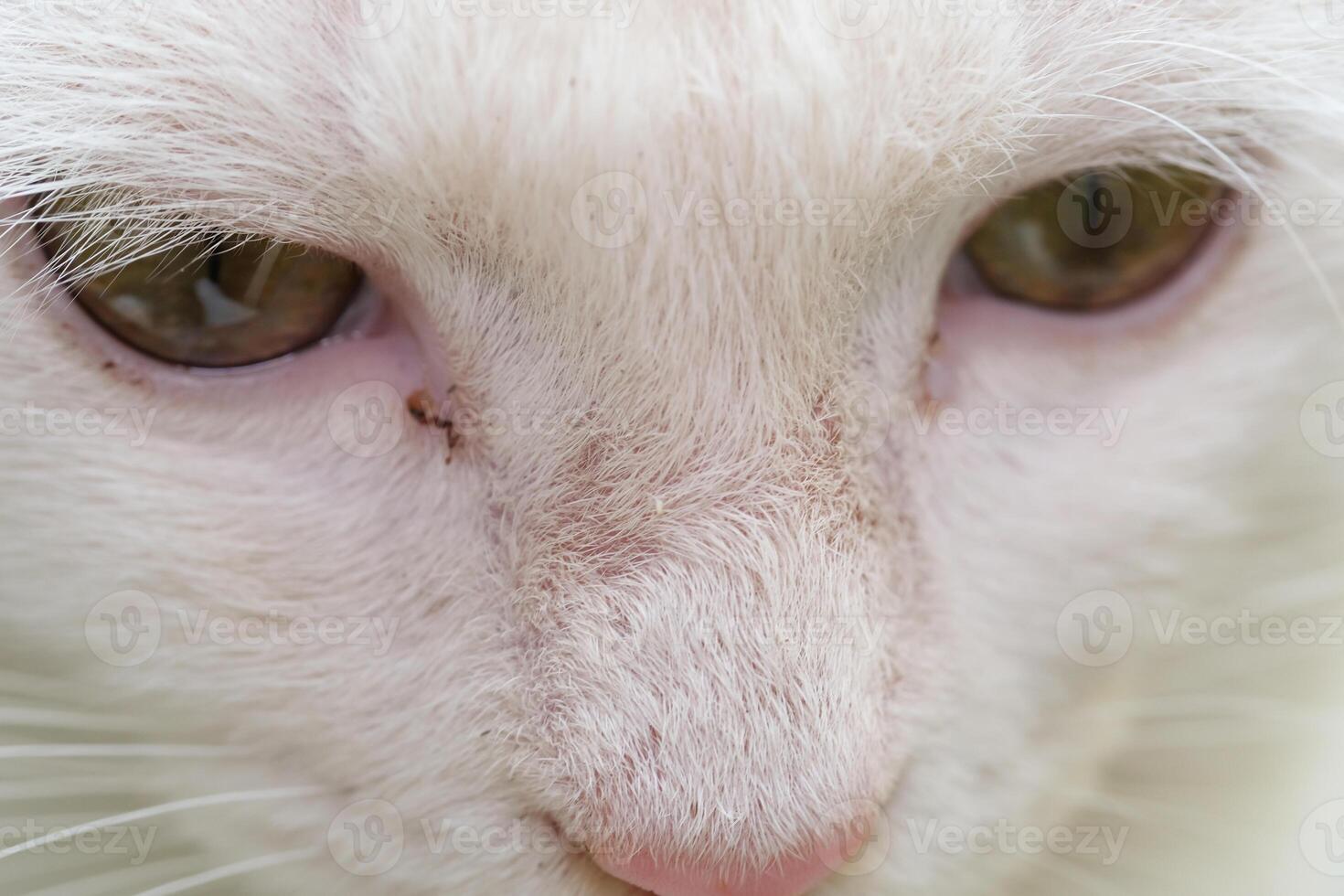 Beautiful pink and cute nose of a white cat. Closeup shot of a cat's nose full of fur and long whiskers. Fluffy White Kitten. Macrophotography Themes photo