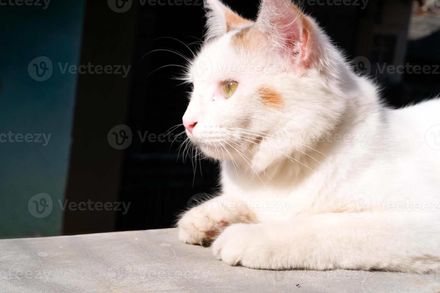 Closeup shot of white cat sunbathing on the house fence. Bokeh shot of a feline face with beautiful yellow eyes in bright and light background. Animal face photography theme photo