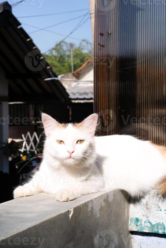 Closeup shot of white cat sunbathing on the house fence. Bokeh shot of a feline face with beautiful yellow eyes in bright and light background. Animal face photography theme photo