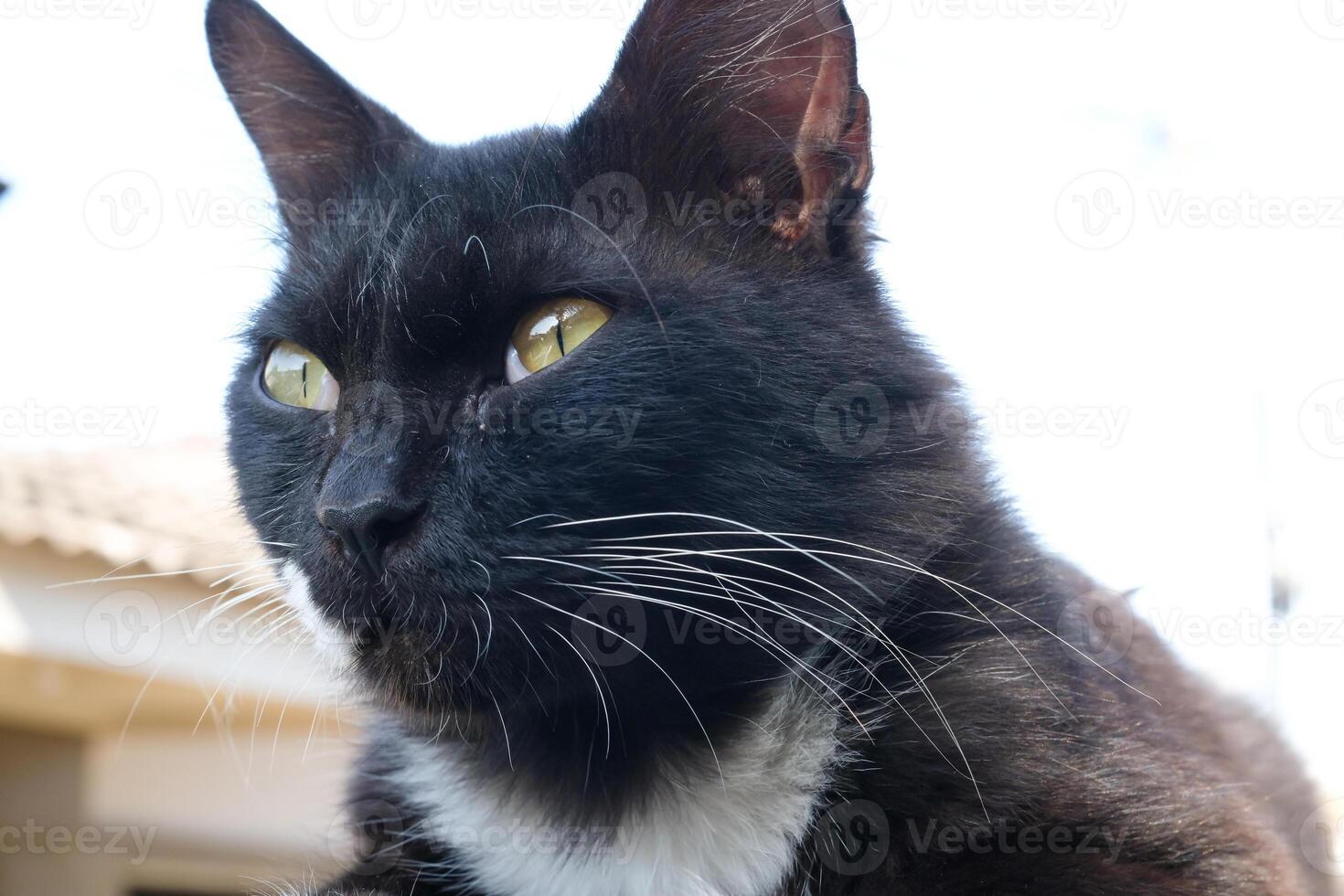 Closeup portrait of a black cat's face with a white patterned neck. Bokeh shot of a feline face with beautiful yellow eyes in bright and light background. Animal face photography theme photo