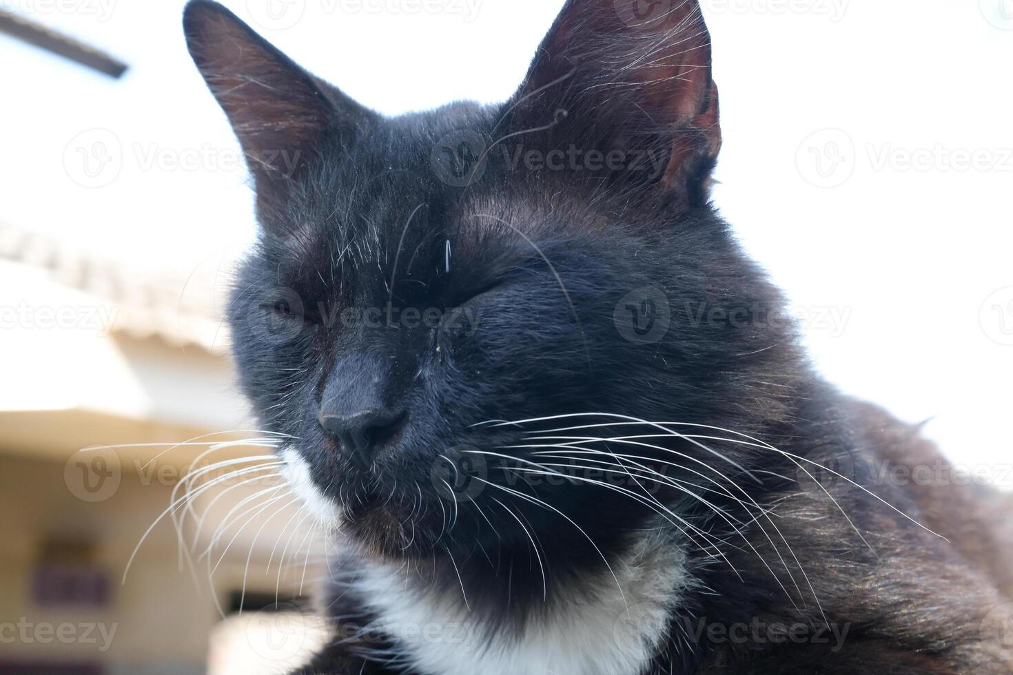Closeup portrait of a black cat's face with a white patterned neck. Bokeh shot of a feline face with beautiful yellow eyes in bright and light background. Animal face photography theme photo