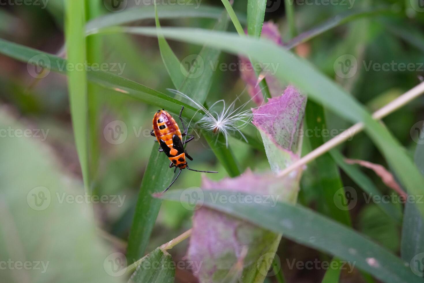 Insect pest of the type Dysdercus cingulatus climbing long grass. Insect with red back and a little black pattern. Cotton plant pest. Closeup shot. Macrophotography Themes photo