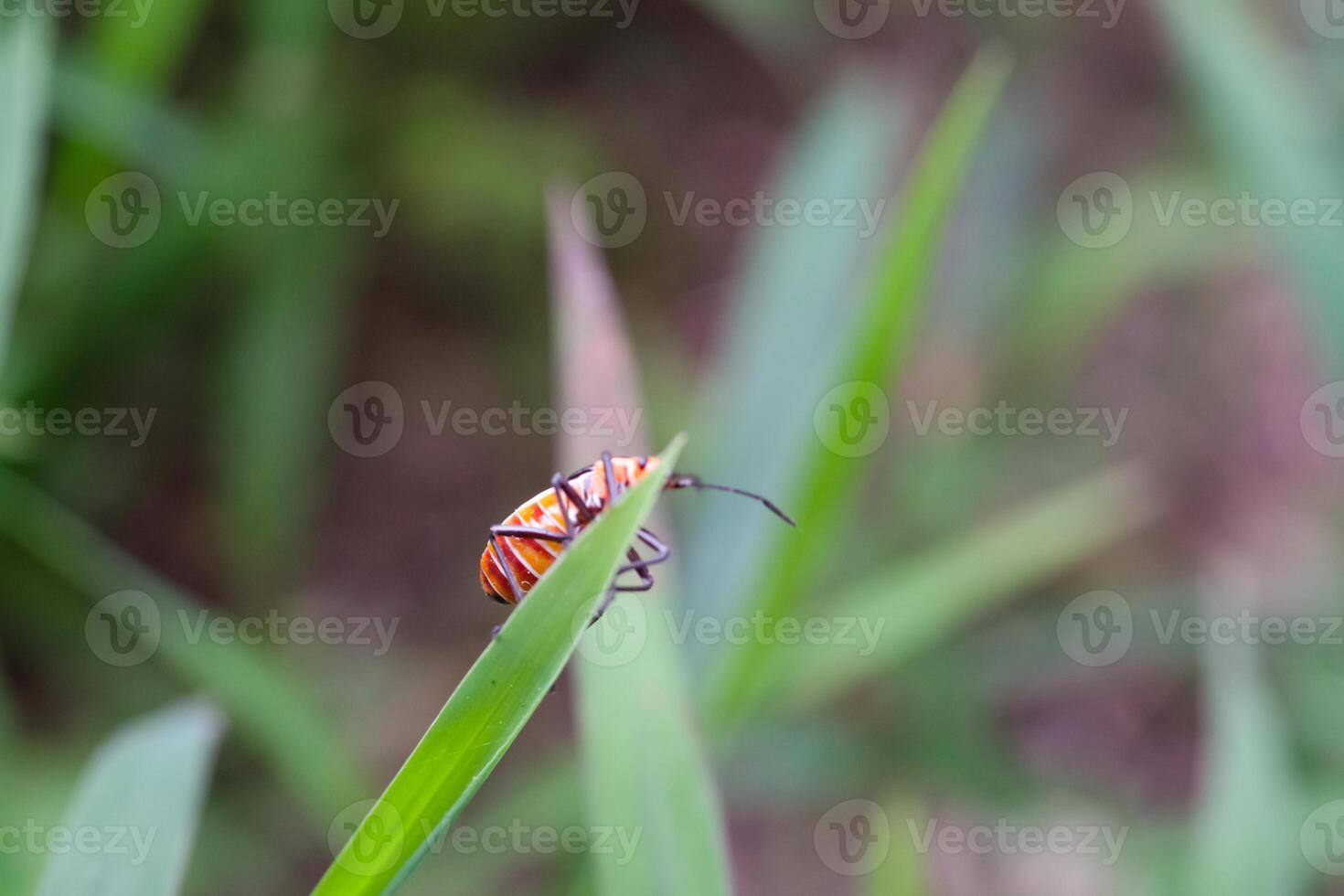 Insect pest of the type Dysdercus cingulatus climbing long grass. Insect with red back and a little black pattern. Cotton plant pest. Closeup shot. Macrophotography Themes photo