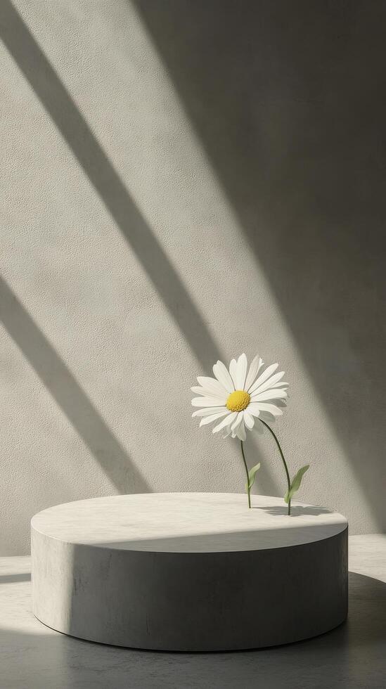 Bright daisy stands tall in minimalist setting with soft shadows and warm light photo
