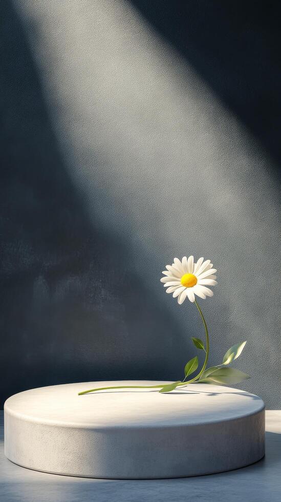 Bright daisy stands tall in minimalist setting with soft shadows and warm light photo