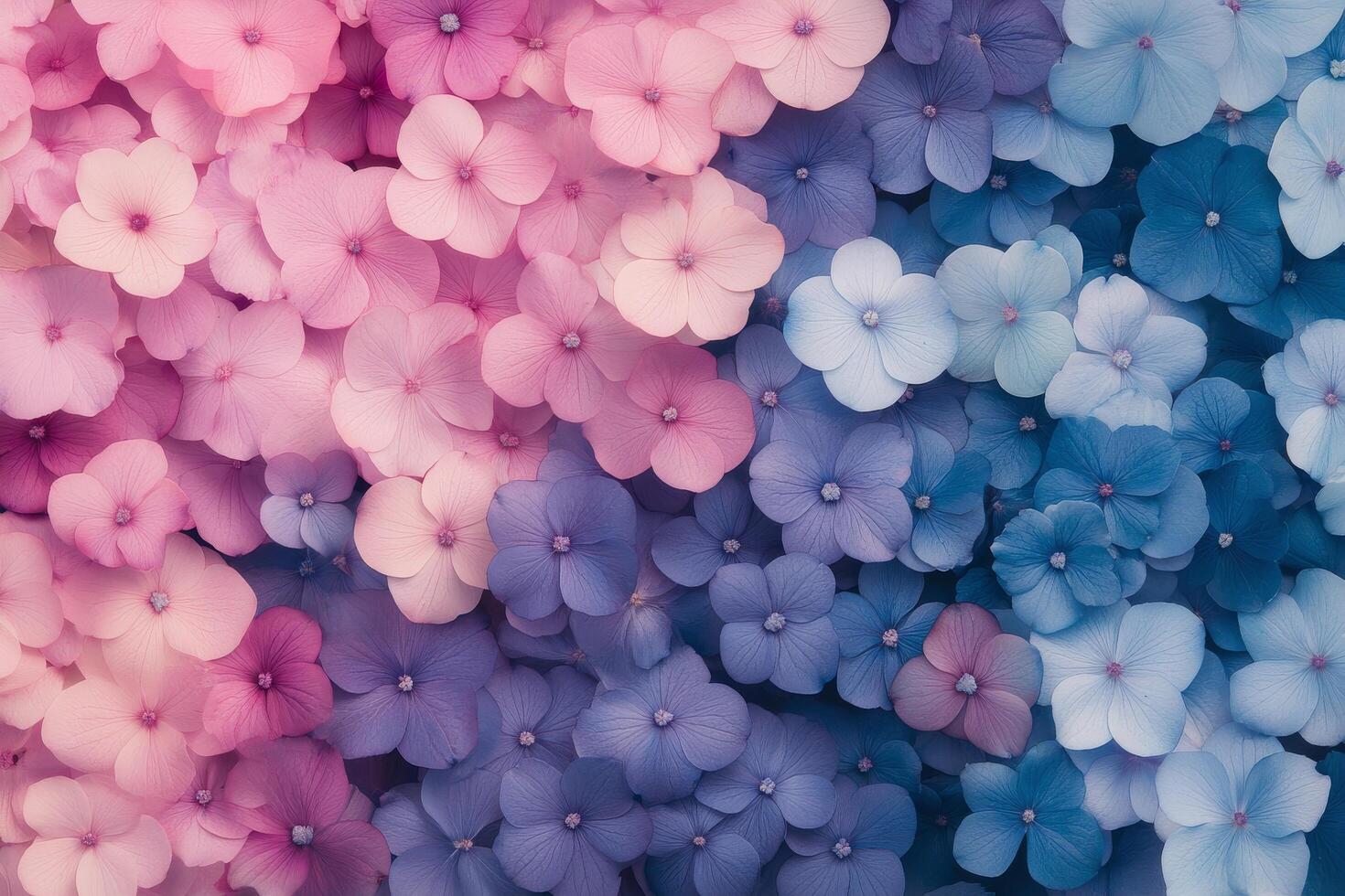 Colorful hydrangea flowers arranged in a vibrant display of pink and blue shades photo