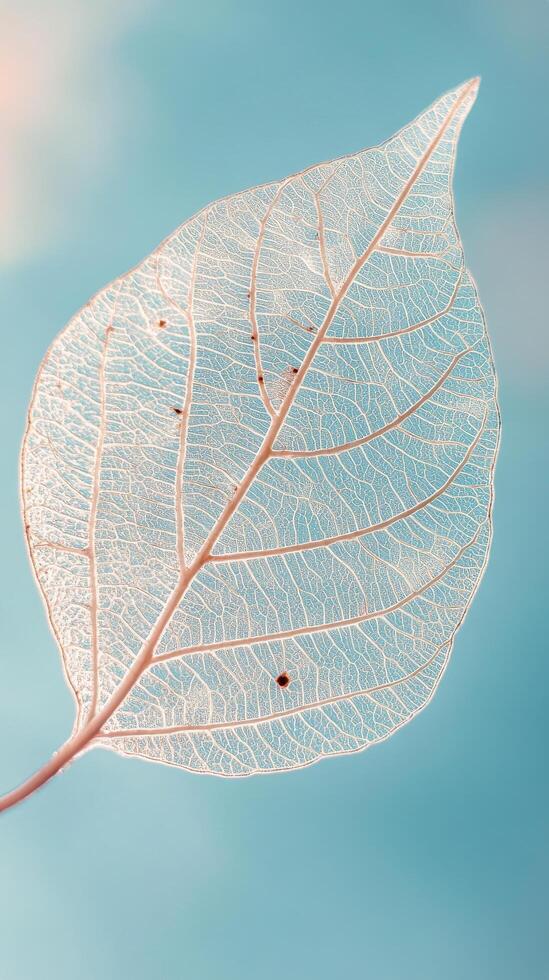 Delicate skeleton leaf against a serene blue background with soft lighting photo