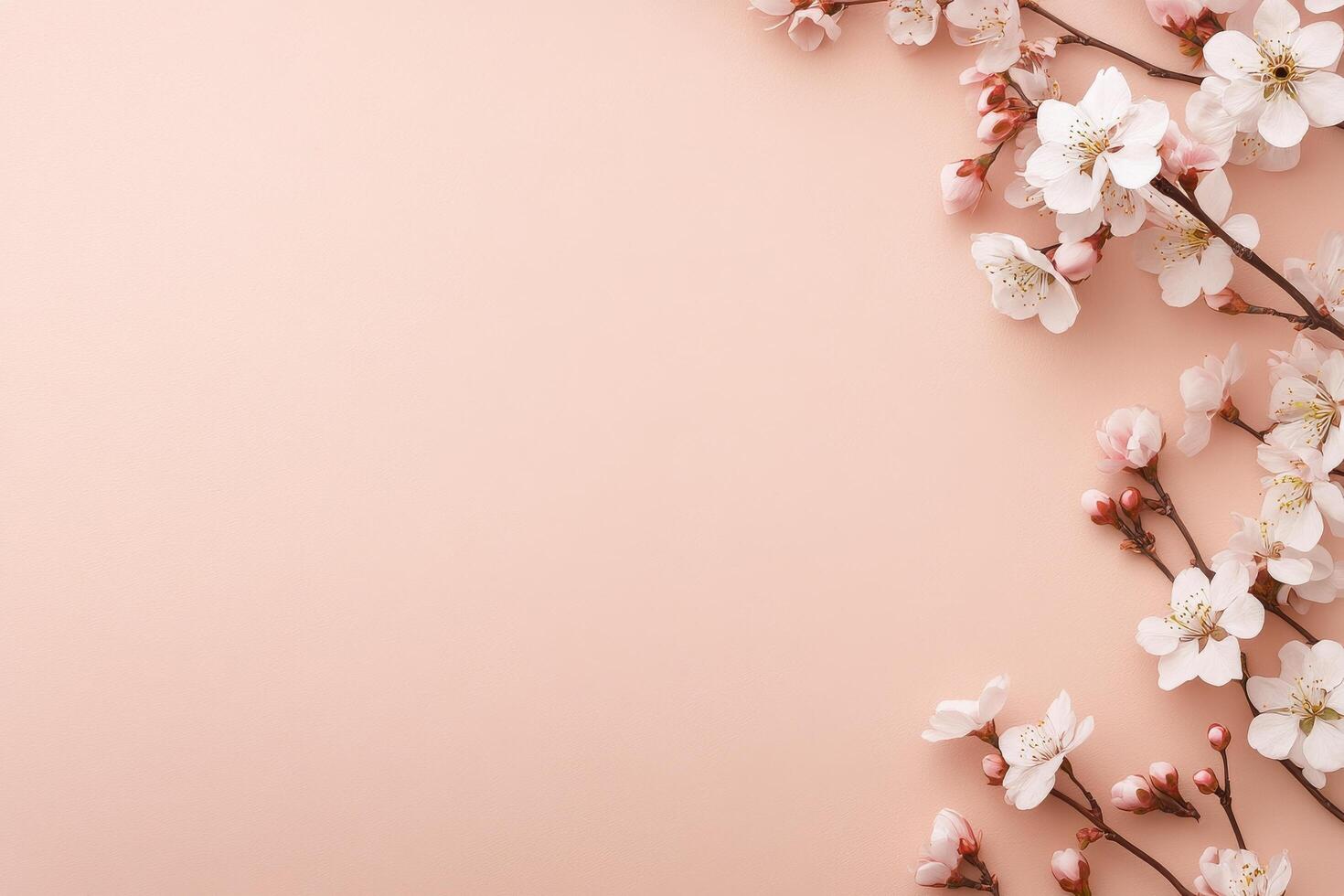 Cherry blossom branches create a delicate arrangement on a soft pink background photo