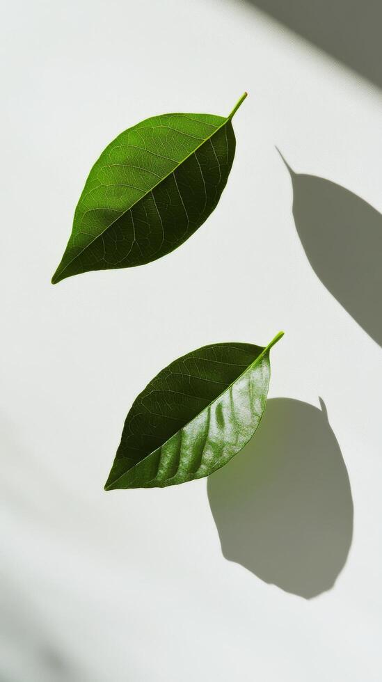 Leaves resting on a light surface with soft shadows creating a tranquil atmosphere photo