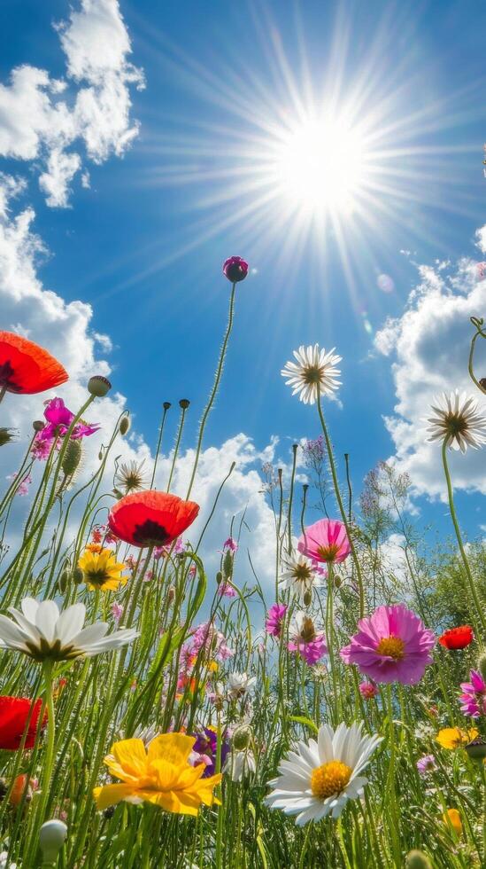 Bright flowers bloom under a sunny sky on a clear day in spring photo
