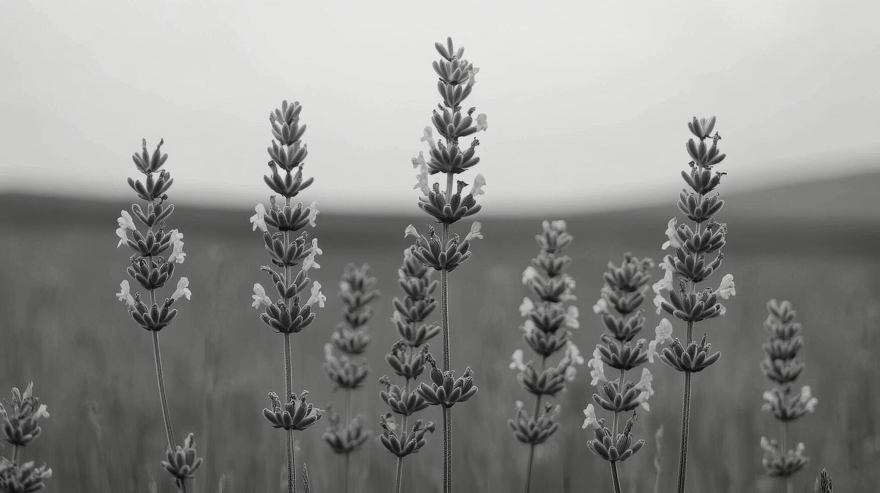 Lavender flowers stand tall in a black and white field during the evening photo