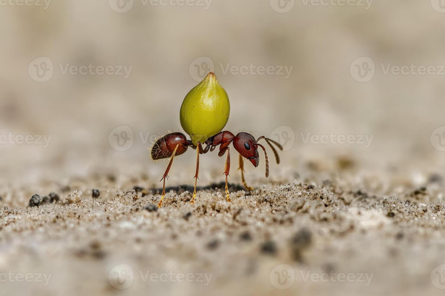A small ant carrying a seed on its back photo